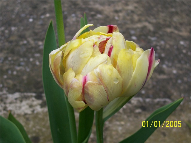 Tulipani